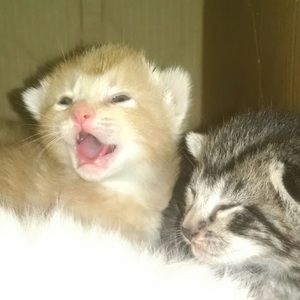 Meet your Posher, Wanda